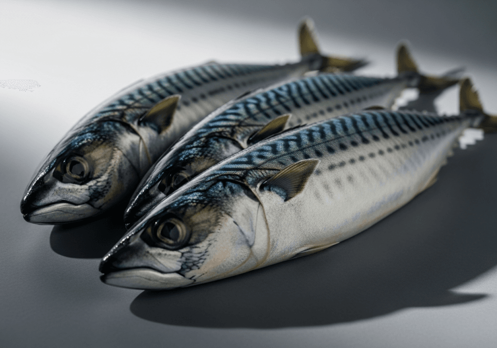 Mackerel - photograph