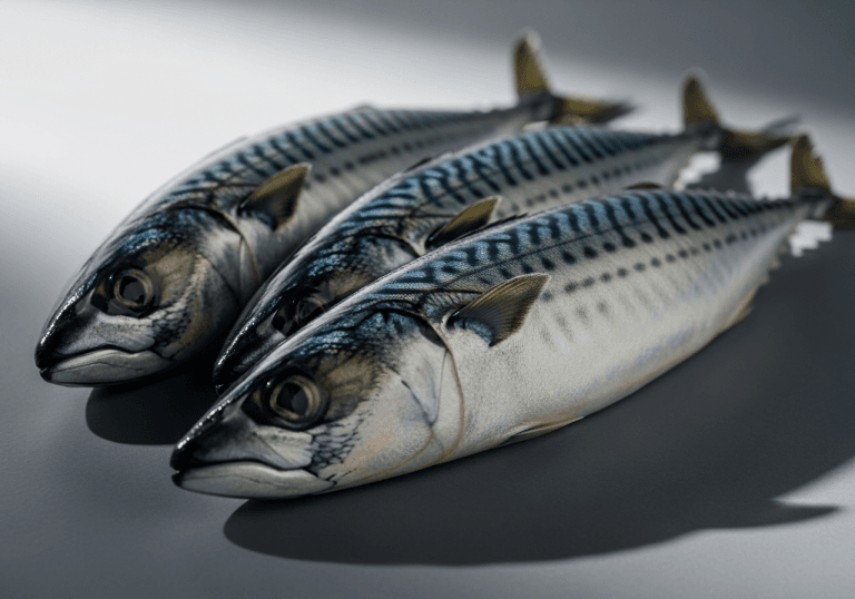Mackerel - photograph