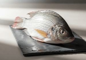 Tilapia - photograph