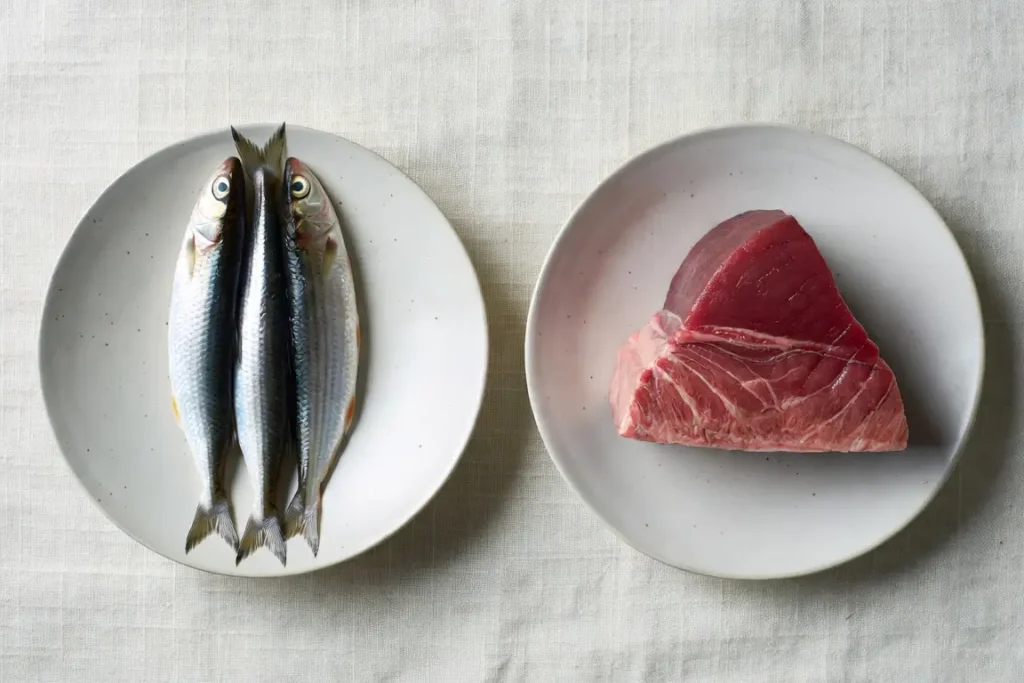 Sardines and tuna side by side, photographed for nutritional comparison